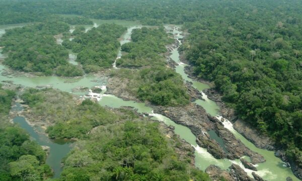 Senado aprova proposta que reduz em quase 40% de floresta no Pará e dificulta multas ambientais