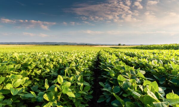 Yara amplia presença em bioinsumos e foliares para aumentar potencial produtivo e resiliência das plantas