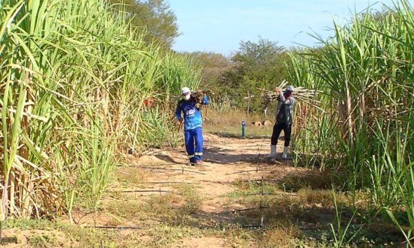 Governo concede subsídio a produtores de cana do Nordeste afetados pelo tarifaço