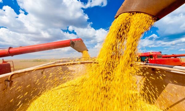Conab diz que Brasil será, mais uma vez, o maior provedor de soja do mundo; quanto a produção deve crescer em 26/27?