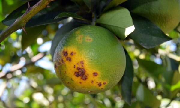 Greening: nova regra muda corte de laranjeiras conforme nível da doença